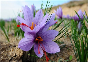 کشت زعفران در 80 روستای شهرستان گرمی