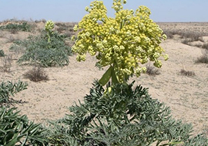 کاشت گیاهان دارویی در ارتفاعات فارس