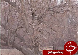 شدت وزش توفان در اقلید به 90 کیلومتر در ساعت رسید