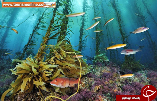 تصاویر برگزیده طبیعت، از نگاهِ نشنال جئوگرافیک