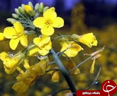 مهمترین حوادث هفته گذشته