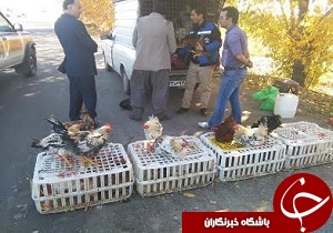 جمع آوری فروشندگان غیرمجاز طیور زنده