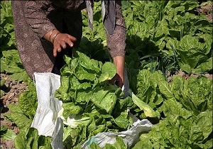 برداشت ۵۰۰ تن کلم و کاهو از مزارع مشگین شهر