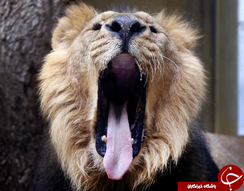 از ژست معروف اوسین بولت برای خبرنگاران تا اسب&zwnj;سواری نامزد ریاست جمهوری فرانسه