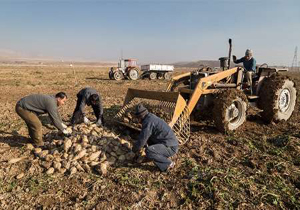 خسارت 200میلیاردی به کشاورزان چغندرکار جوین