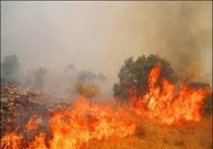 اعلام 84 مورد آتش سوزی در کردستان