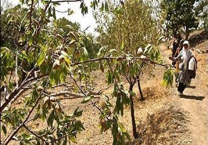 اختصاص 750 هکتار از اراضی شهرستان پارس‌آباد به کشت بادام زمینی