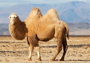 استان اردبیل در پرورش شتر دوکوهانه رتبه اول کشور را دارد