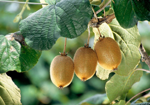 صادرات 10 تنی کیوی