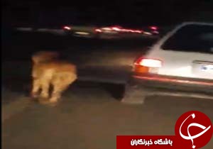 بسته