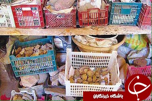 حراج فسیل&zwnj; دایناسورهای ایرانی!+عکس