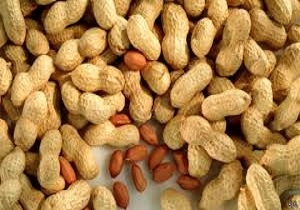پیش بینی برداشت بیش از 2 هزار تن بادام زمینی از اراضی پارس آباد