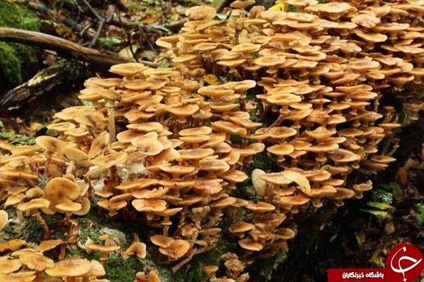 این گونه های جانوری قوانین طبیعت را زیر پا می گذارند