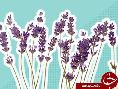 درمان سریع سوختگی با موادی باورنکردنی