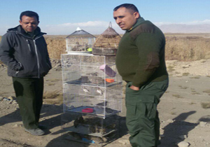 کشف و رها سازی چهل قطعه پرنده وحشی