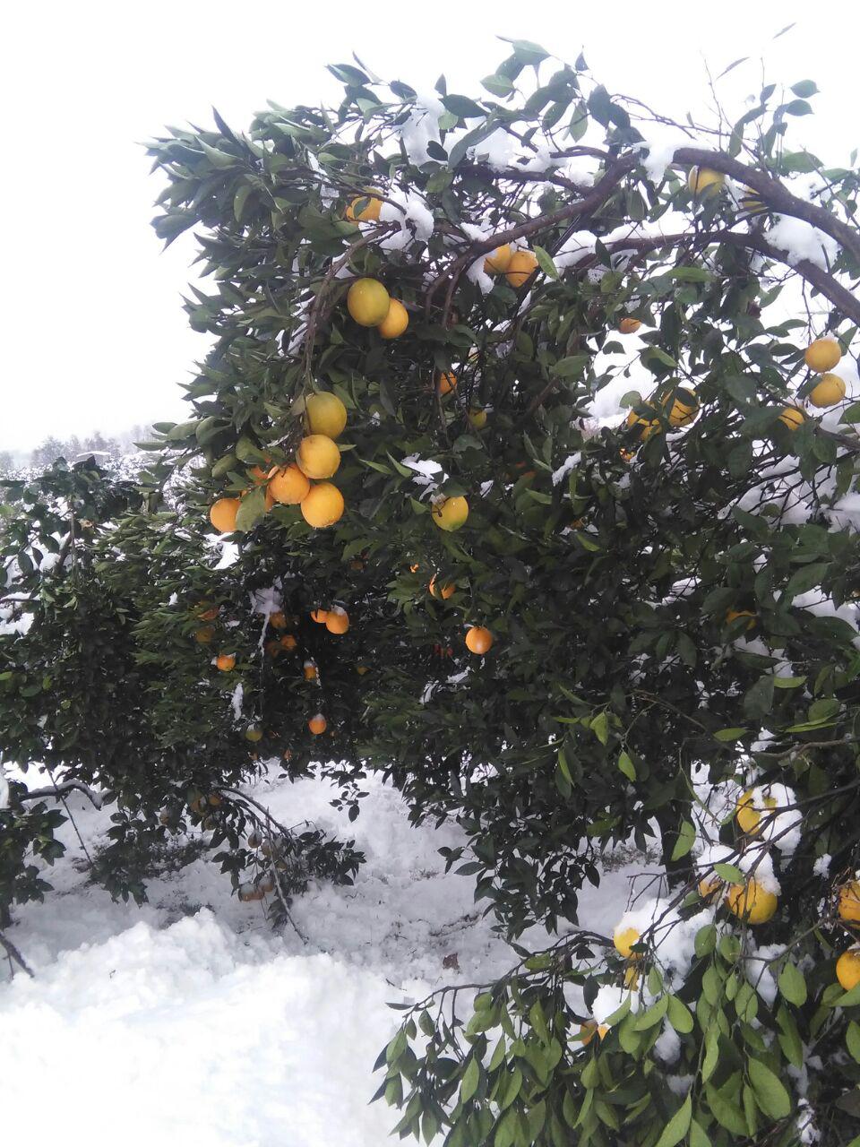سرمازدگی مرکبات شهرستان تنکابن + تصاویر