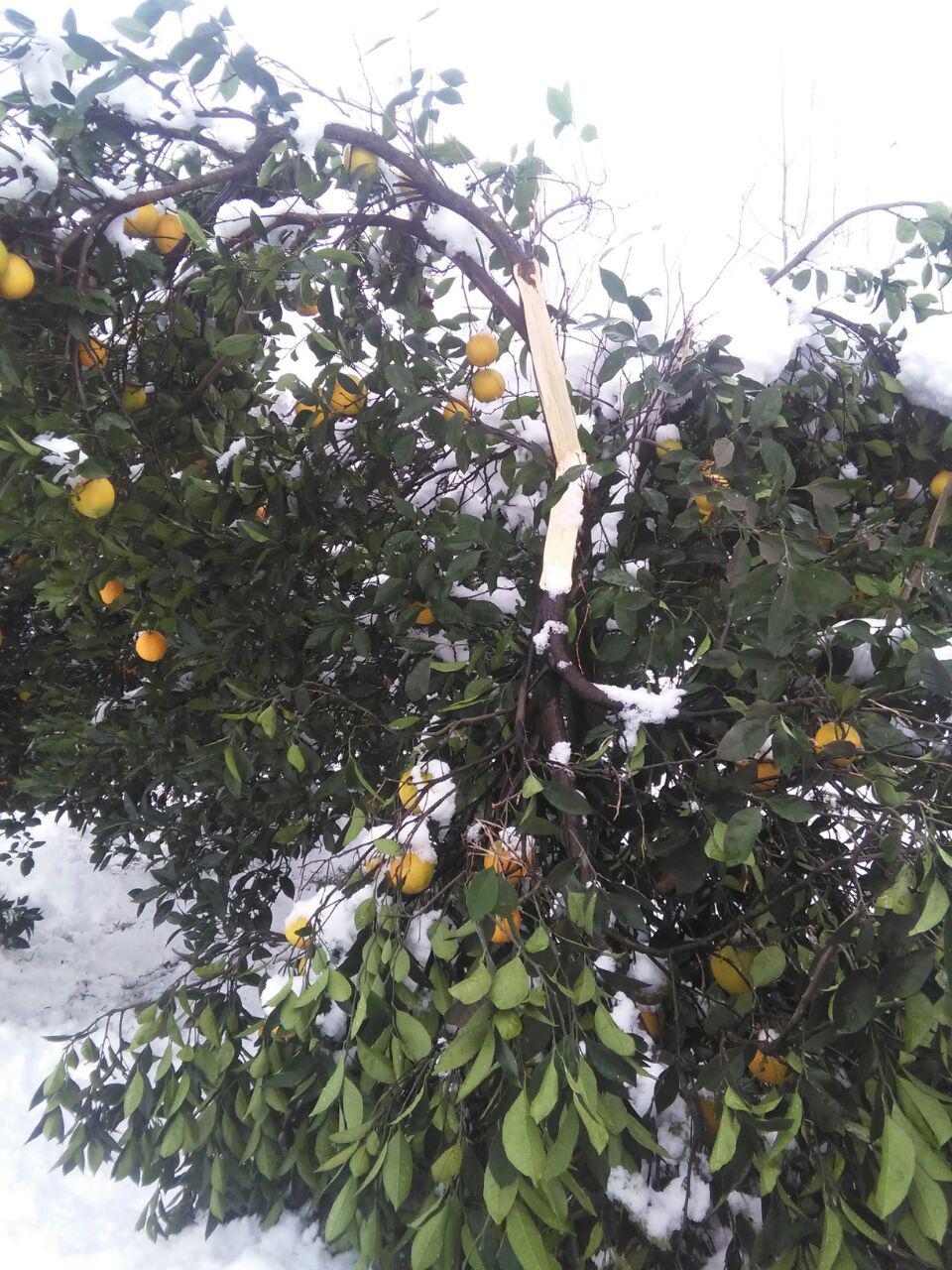 سرمازدگی مرکبات شهرستان تنکابن + تصاویر
