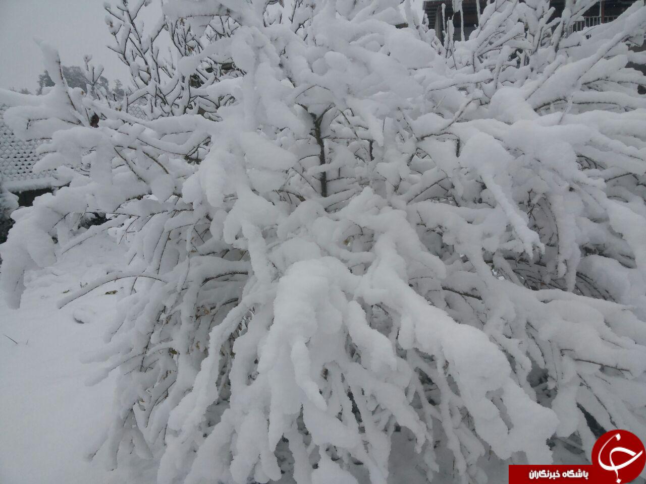 نمایی زیبا از منطقه برفی بالاکولا + تصاویر