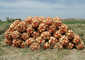 آغاز برداشت مکانیزه پیاز در شمال غرب فارس