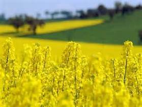 بیمه دو هزار و 269 کلزاکار خسارت دیده گلستانی