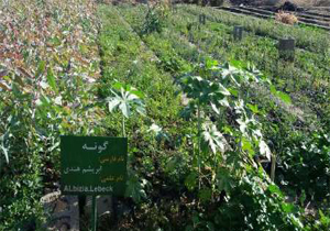 تولید 50هزار اصله نهال در نهالستان منابع طبیعی