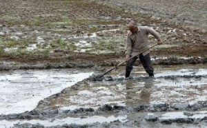 آغاز شخم زمستانی در اراضی زراعی آستانه اشرفیه