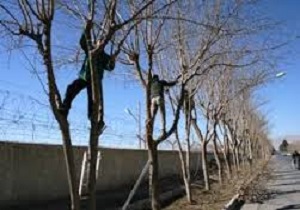 آغازعملیات هرس و بازپیرایی درختان وگیاهان شهر سنندج