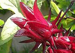 چای ترش جایگزین محصولات پرآب
