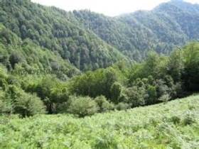 آغاز طرح استراحت جنگل های شمال