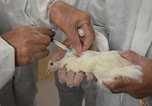 واکسیناسیون 41 هزار قطعه طیور در اقلید