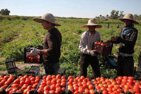 کاهش قیمت محصول مشکل گوجه کاران شهرستان دشتی ‏