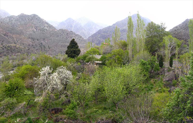 کوه بحرآسمان با انبوه درختان جنگلی