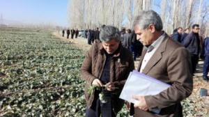 بازدید مجری طرح دانه های روغنی کشور از مزارع کلزای هیبرید فرانسوی