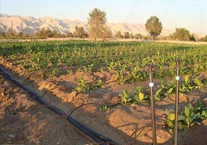اجرای آبیاری قطره‌ای در 6.5 هکتار از اراضی کشاورزی