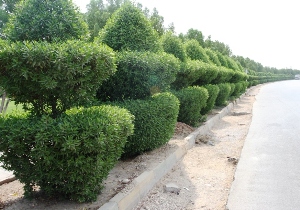 کونوکارپوس؛ متهم اصلی تنگی نفس