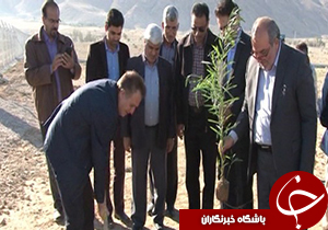 طرح جنگل کاری در لارستان