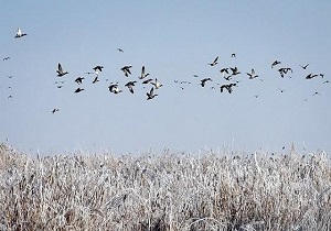 ممنوعیت شکار پرندگان در اردبیل