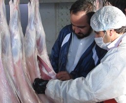 ضبط 5 هزار و 610 کیلوگرم فرآورده های خام دامی غیر قابل مصرف در آذربایجان غربی