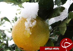 نگاهی گذرا به مهمترین رویدادهای 17 آذر در مازندران