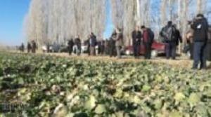 کارگاه آموزشی کشت کلزا در نقده