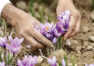 سرمازدگی ۷۲۴ هکتار از مزارع خوشاب