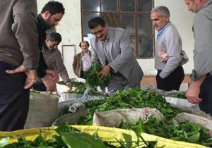 افزایش 61 درصدی خرید تضمینی چای