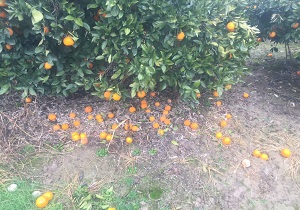 مشکلات باغداران روستای دنگسرك + فیلم