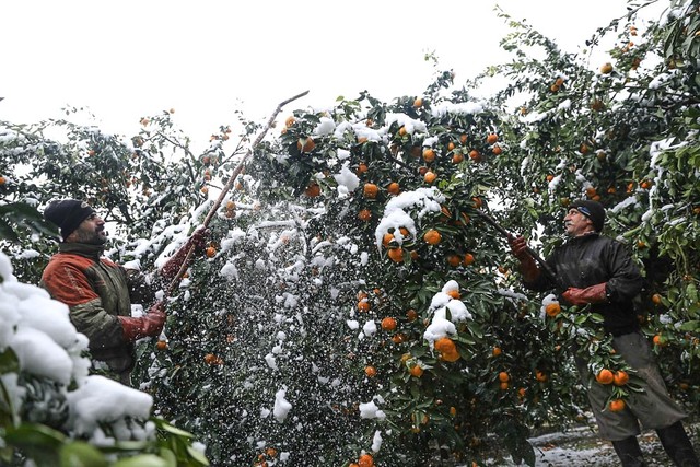 باغداران شمالی در برداشت مرکبات عجله کنند