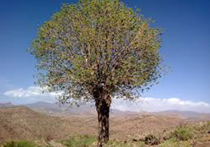 مقاوم سازی درختان بنه در فارس