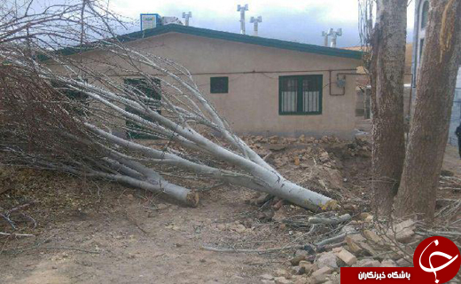 درختانی که به خاطر توسعه  ساله یک خانه بهداشت قطع شدند + تصاویر