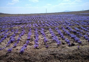 توسعه کشت زعفران در شهرستان کوثر