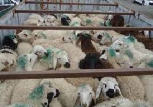 ساماندهی حمل و نقل دام زنده