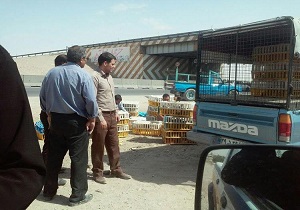 برخورد با فروشندگان دوره گرد طیور بومی