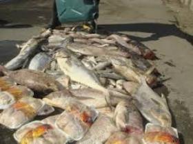 معدوم سازی بیش از 600کیلو گرم انواع ماهی